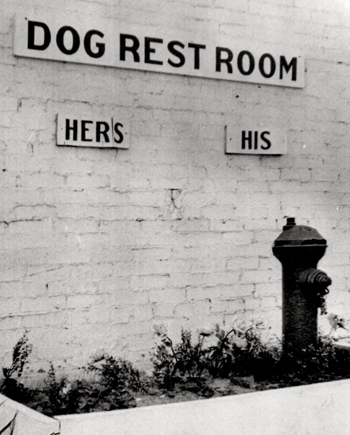 Man’s Best Friend